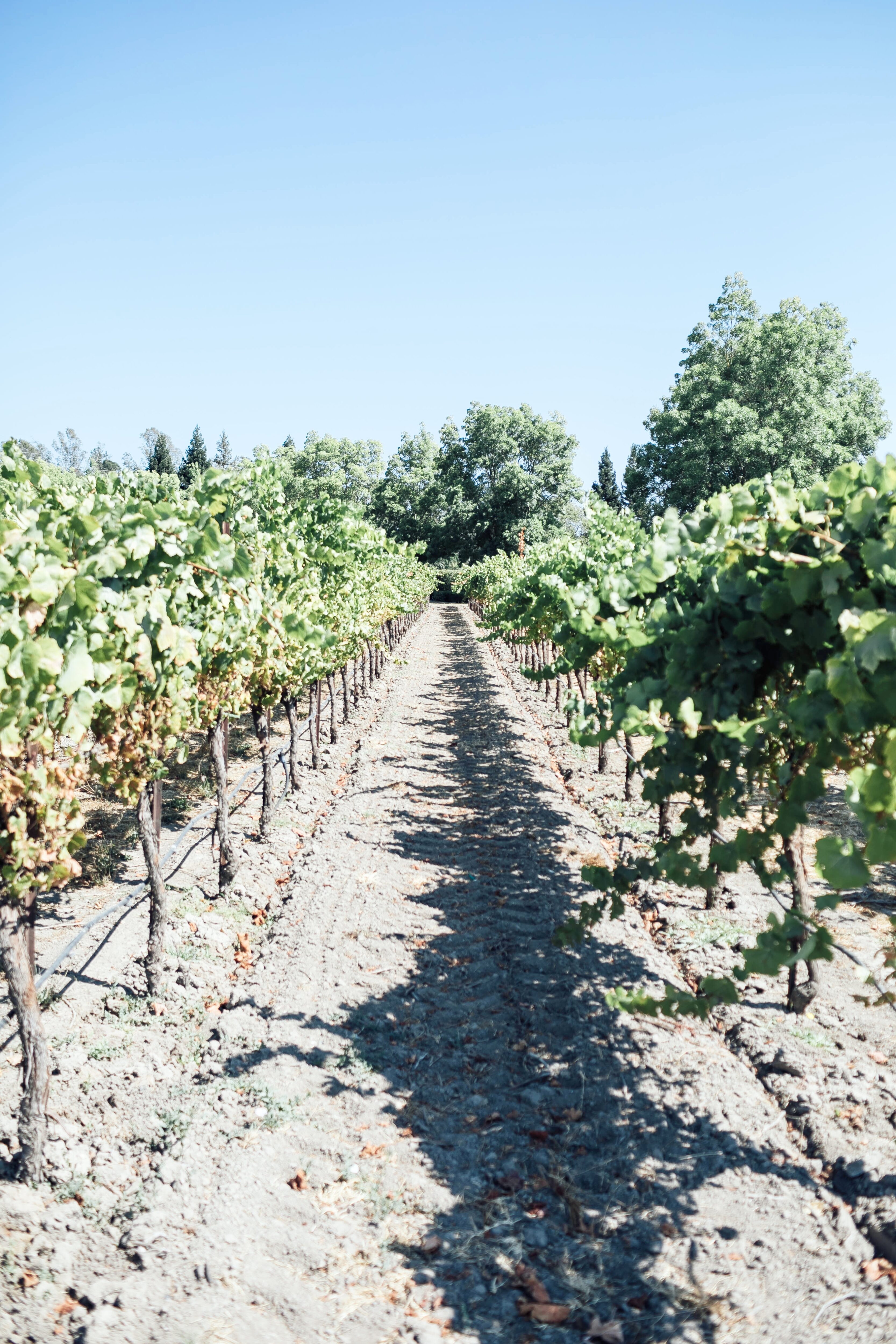 The 5 Best Vineyards in Healdsburg, CA featured by top US travel blogger, Walking in Memphis in High Heels.