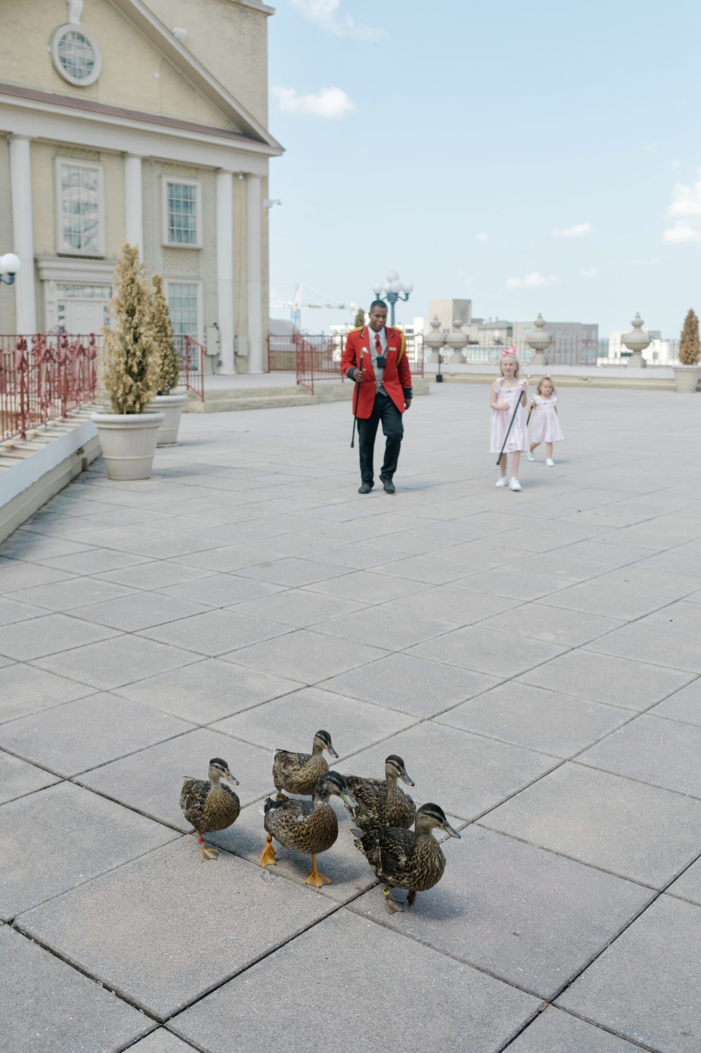 Duck Parade The Peabody Duck March - Walking in Memphis in High Heels