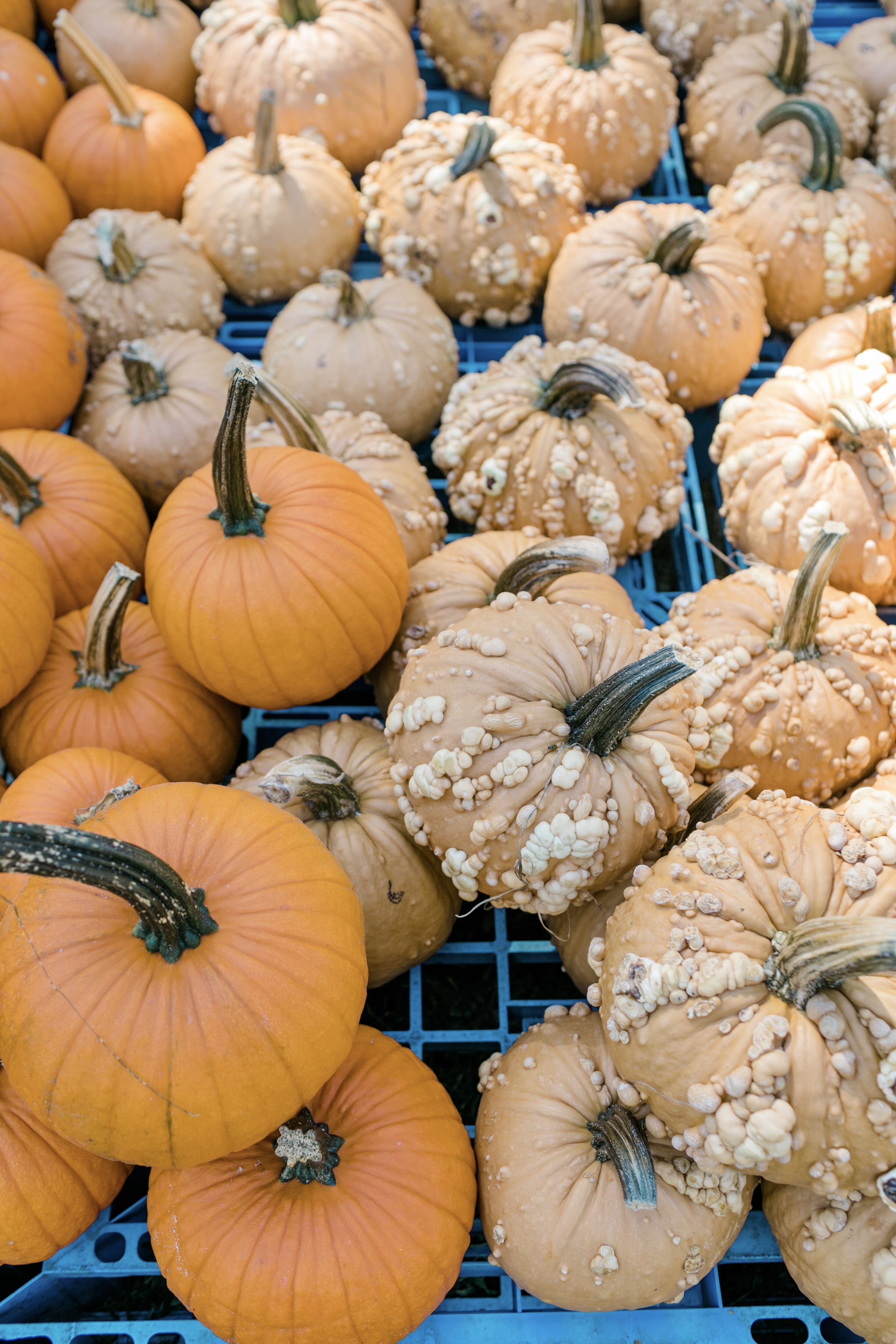 things to do at priddy farms pumpkin patch