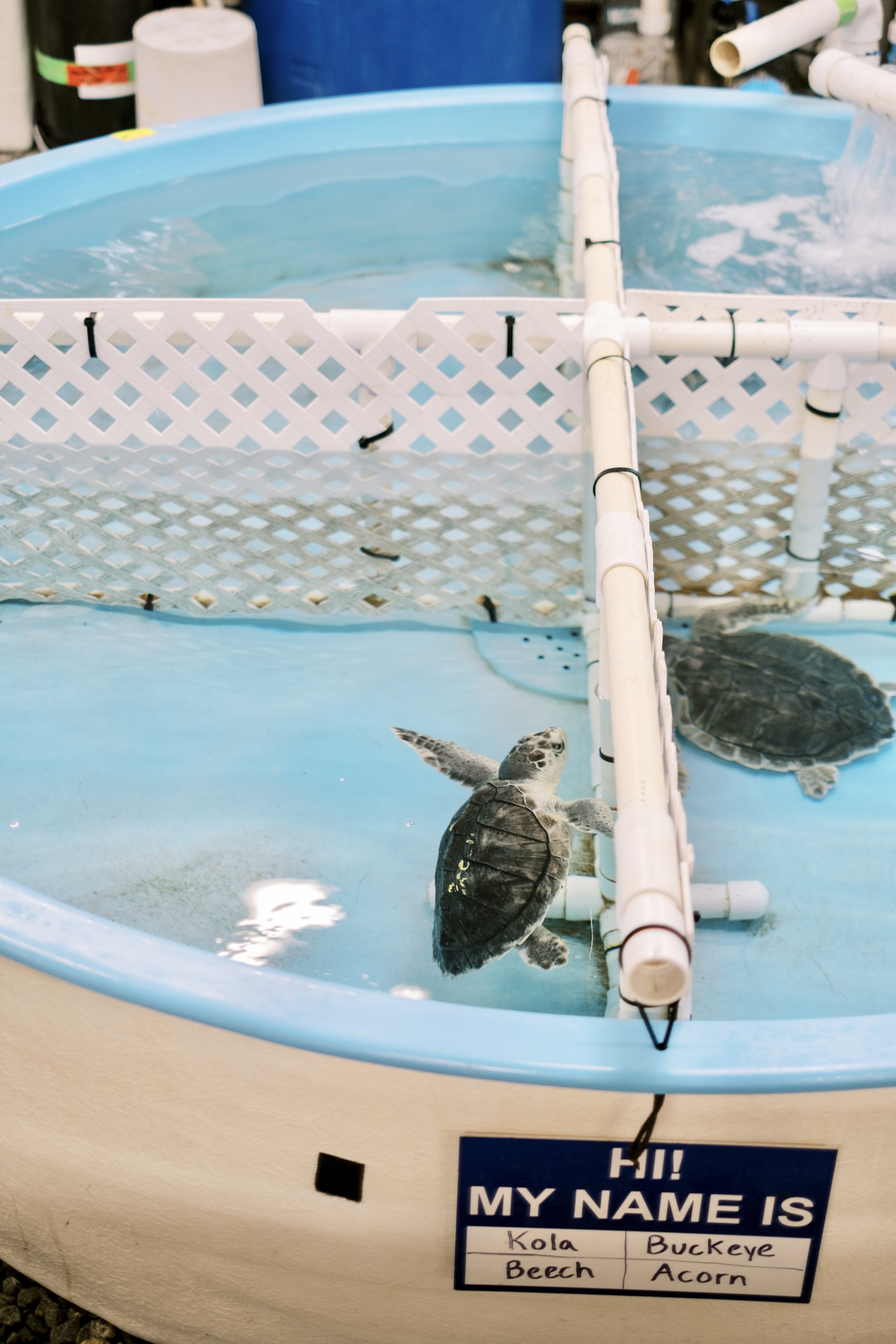 Georgia Sea Turtle Center Hydrapeak 40oz Handle – Jekyll Island